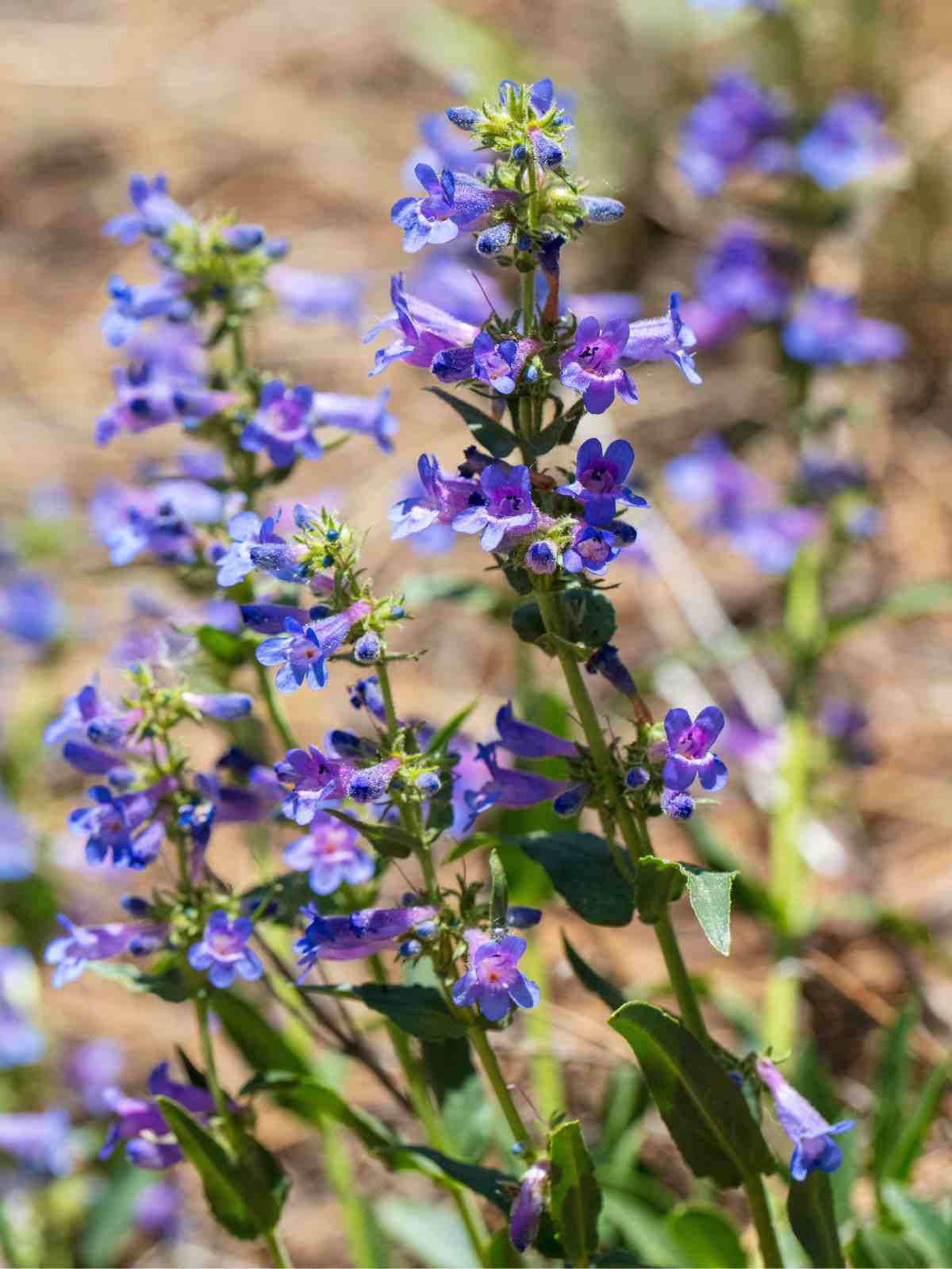 Penstemon purple