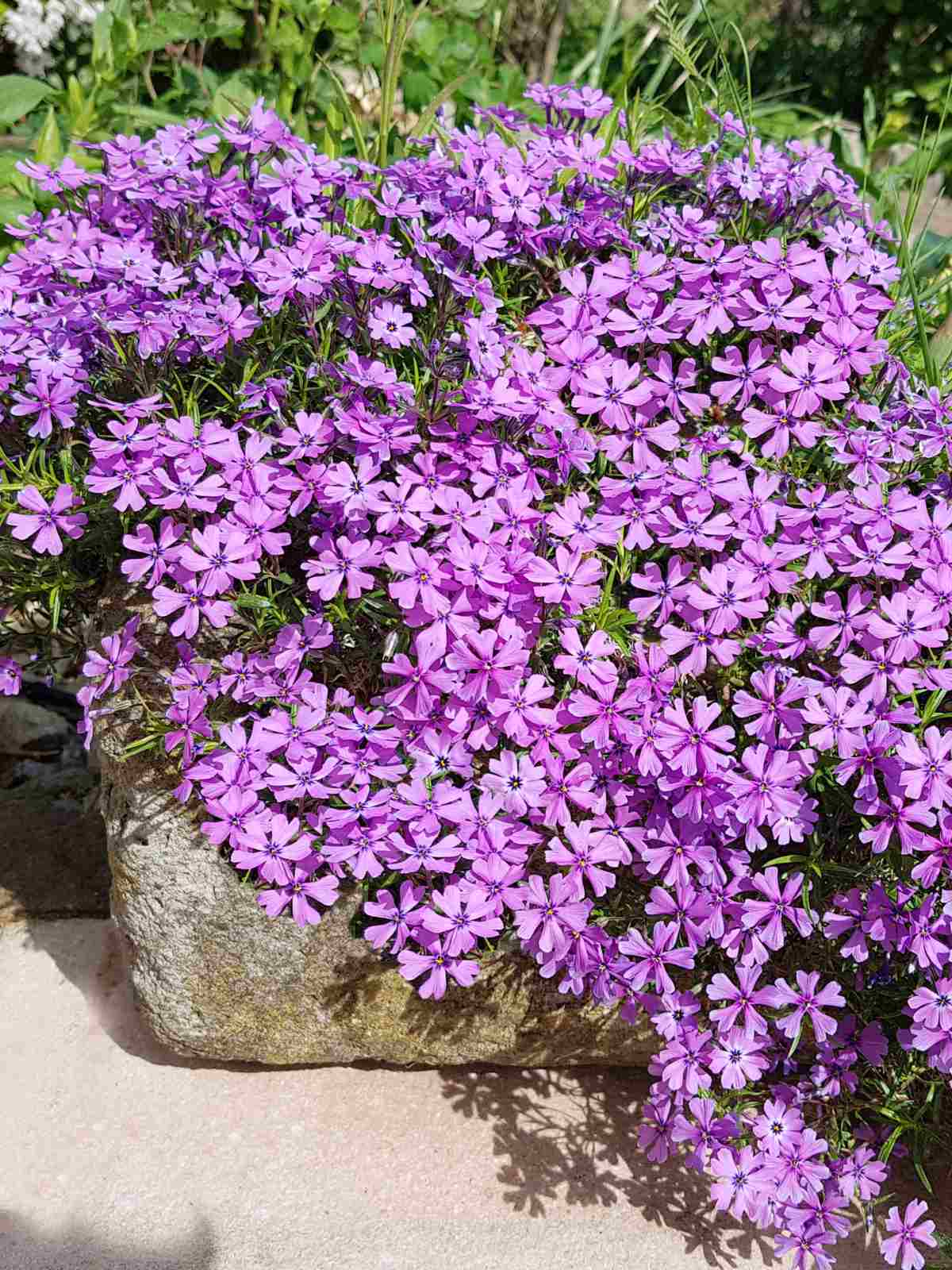 Phlox subulata (Creeping Phlox) small purple flowers