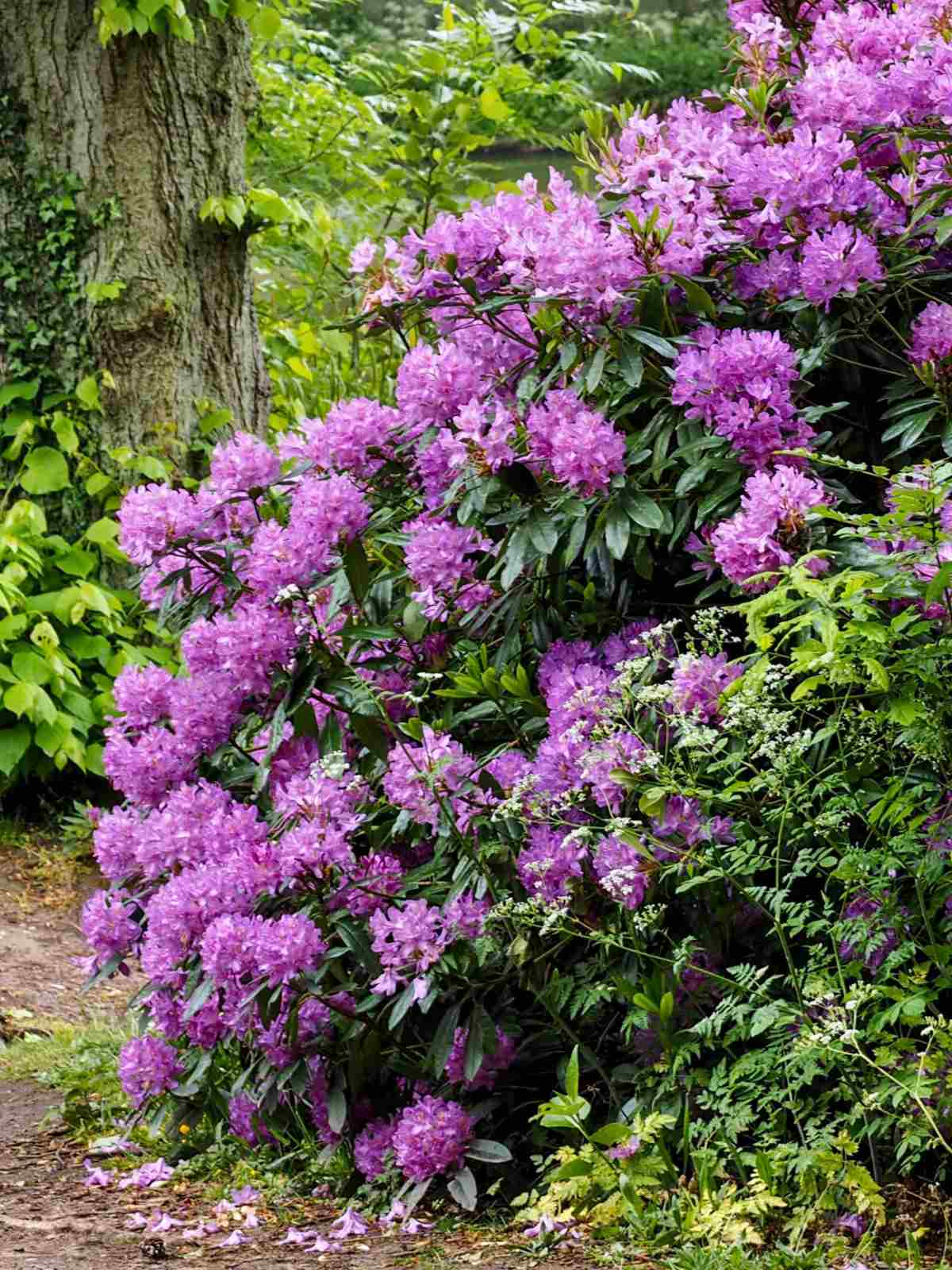 Rhododendron purple flower bush perennial