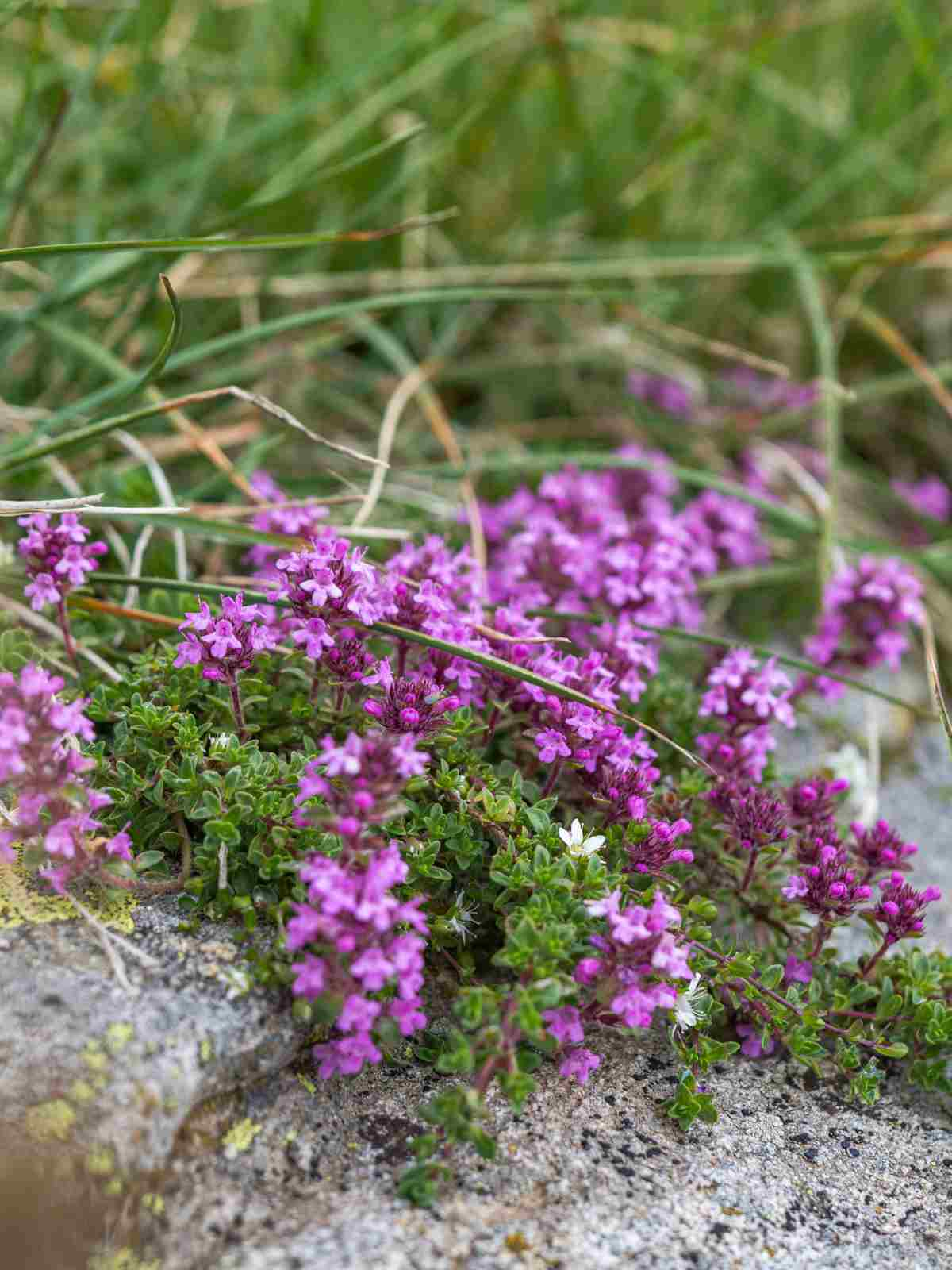 Thymus serpyllum (Creeping Thyme)