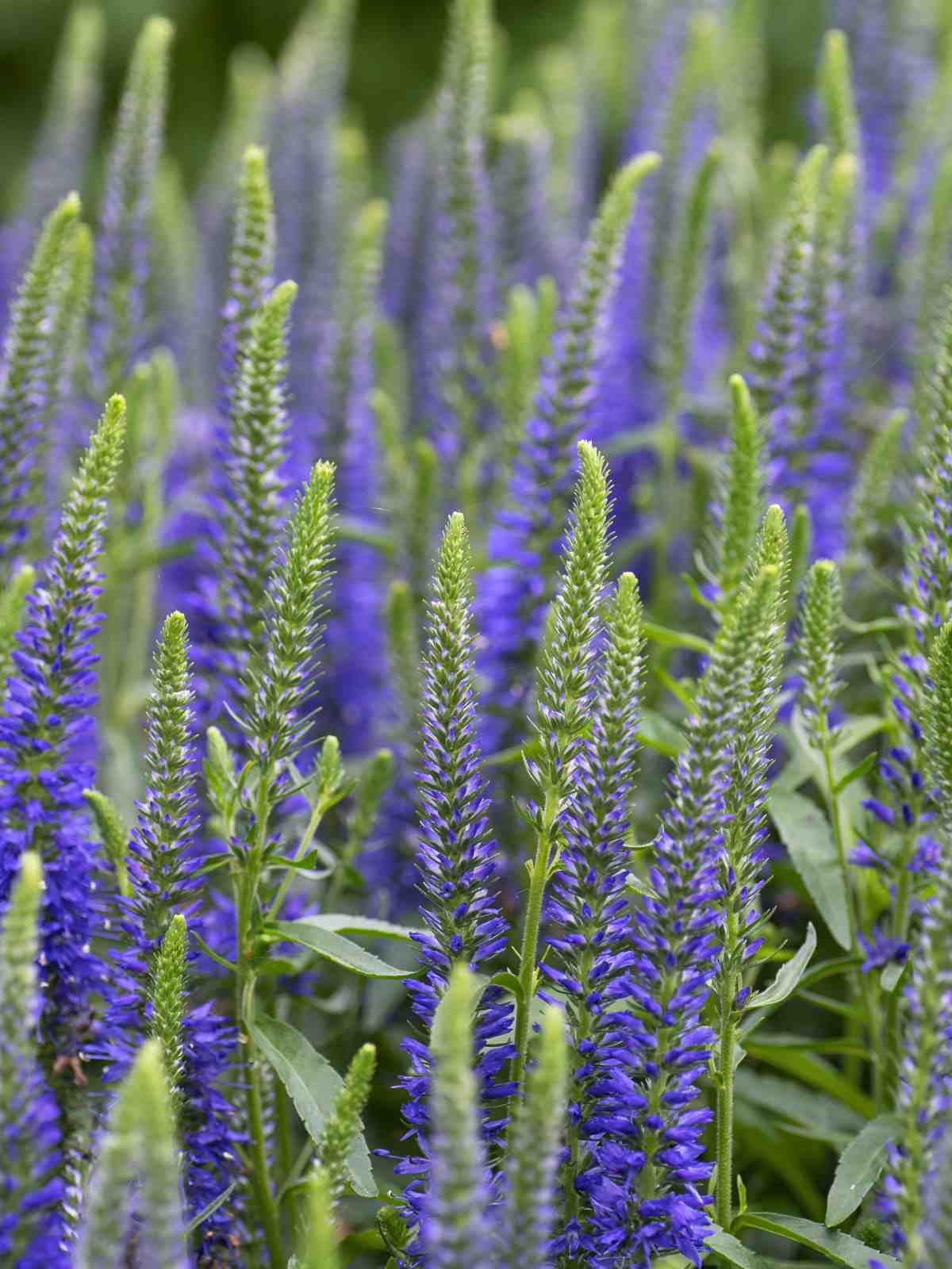 Veronica (Speedwell) tall purple perennial flowers