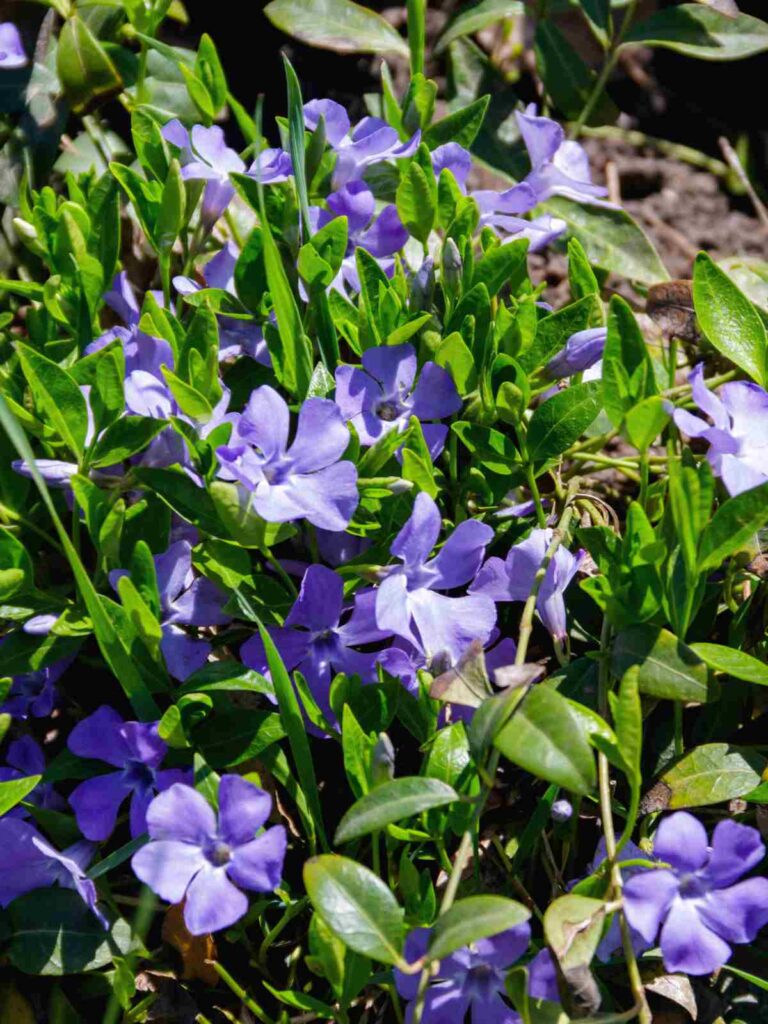 Vinca minor (Periwinkle)