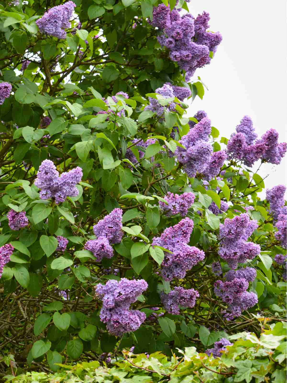 Lilac purple flower bush