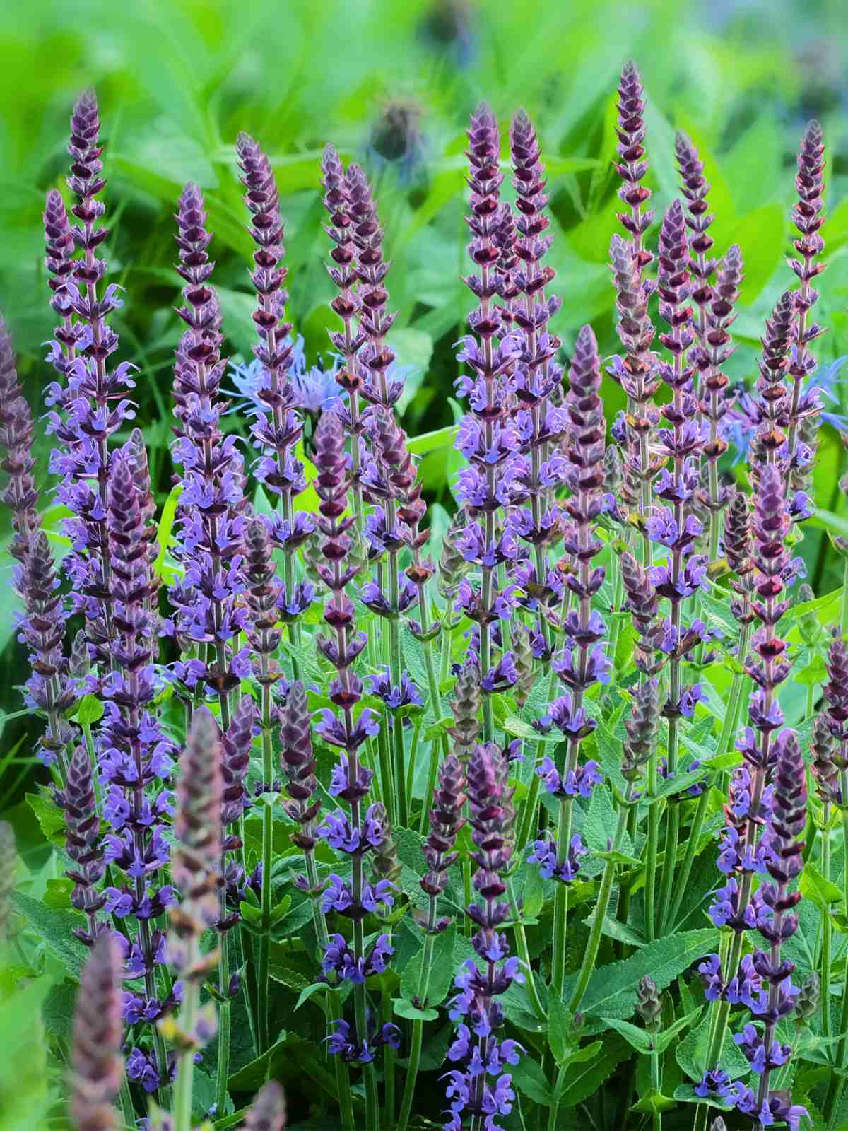 salvia tall purple perennial flowers