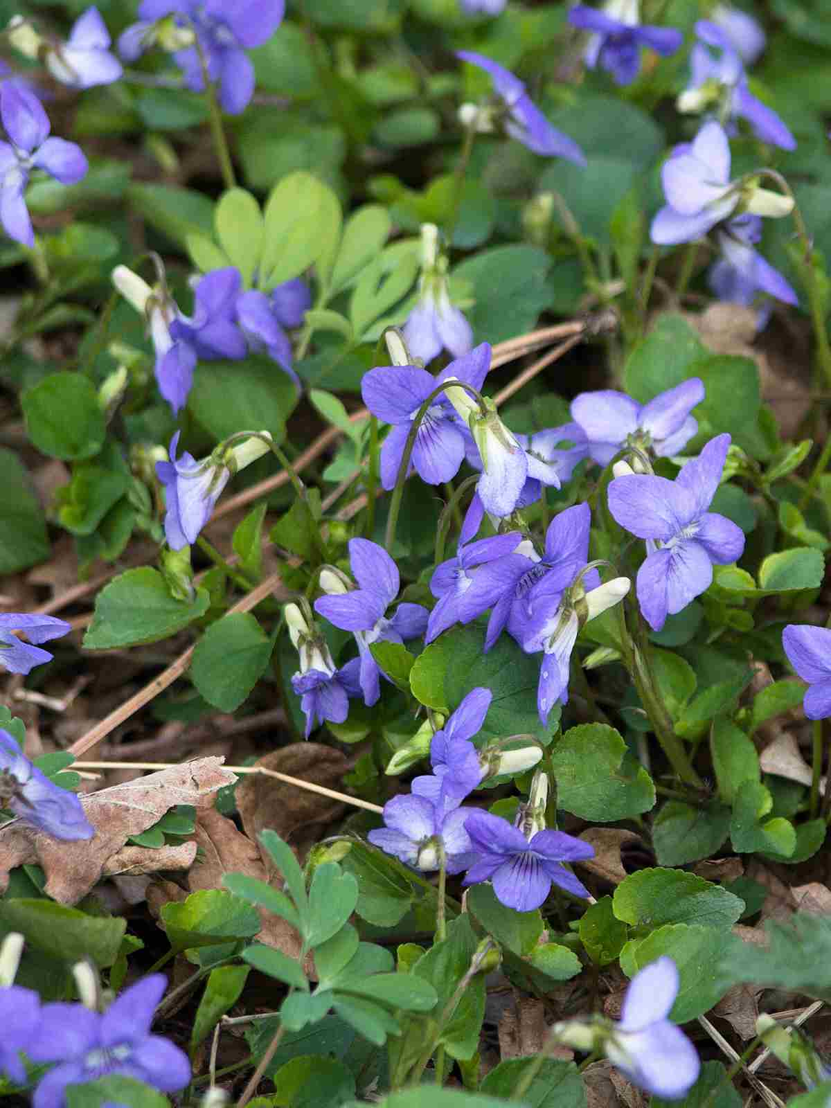 violet small purple flowers